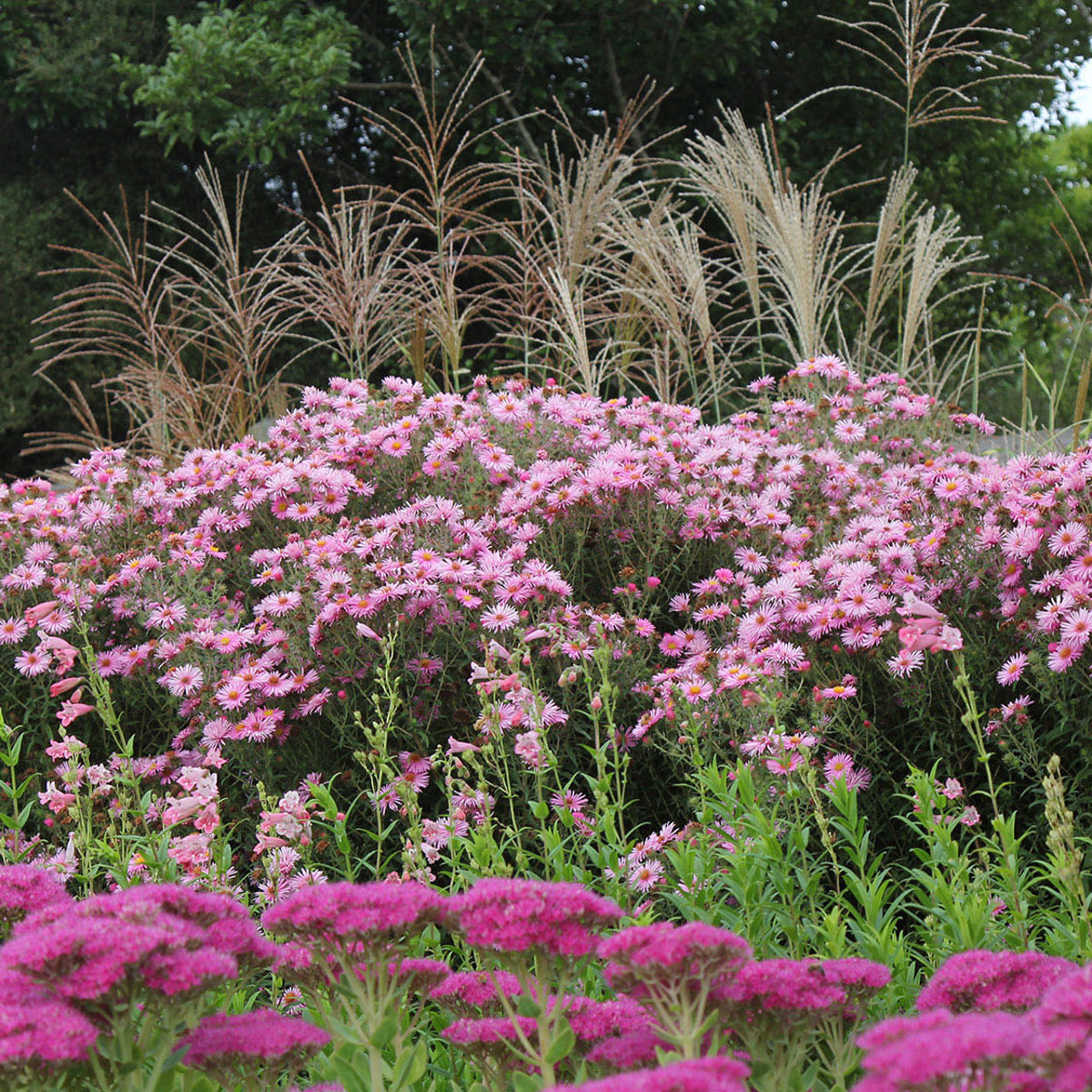 Cottage Garden